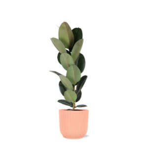 Ficus Elastica Robusta - Ø21cm - ↕90cm in Vibes ROZE pot