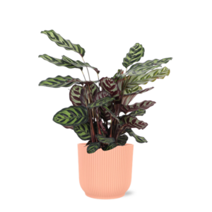 Calathea Makoyana Ø21cm - ↕70cm in Vibes ROZE pot