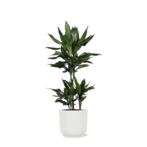 Dracaena Janet Lind Ø21cm - ↕90cm in Vibes WIT pot