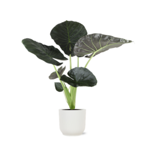 Alocasia Regal Shield Ø21cm - ↕100cm in Vibes WIT pot