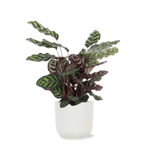 Calathea Makoyana Ø21cm - ↕70cm in Vibes WIT pot