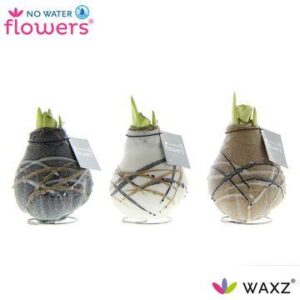 No Water Flowers Waxz Art Rembrandt - 3 stuks - Ø7 cm - ↕15 cm