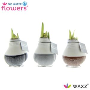 No Water Flowers Waxz Dipz Natural - 3 stuks - Ø7 cm - ↕15 cm