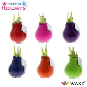 No Water Flowers Waxz Happy Mix - 6 stuks - Ø7 cm - ↕15 cm