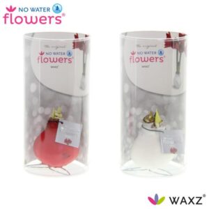 No Water Flowers Waxz Kolibri Mix in Koker - 2 stuks - Ø7 cm - ↕15 cm