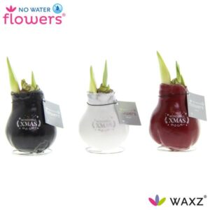 No Water Flowers Waxz Message Printz Xmas - 3 stuks - Ø7 cm - ↕15 cm
