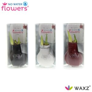 No Water Flowers Waxz Message Printz Xmas met Koker - 3 stuks - Ø7 cm - ↕15 cm