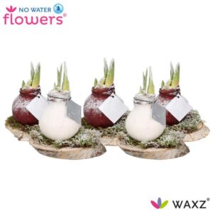 No Water Flowers Waxz On Wood Snow - 5 stuks - Ø7 cm - ↕15 cm