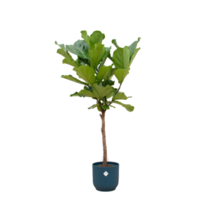 Ficus Lyrata stam inclusief elho Vibes Fold Round blauw - 150 cm - Ø30