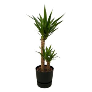 Yucca - ↨100cm - Ø21cm inclusief elho Greenville Round zwart D24xH23