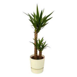Yucca - ↨100cm - Ø21cm inclusief elho Greenville Round wit D24xH23