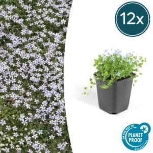 Isotoma fluviatilis - ↕10-25cm - Ø9cm - 12x