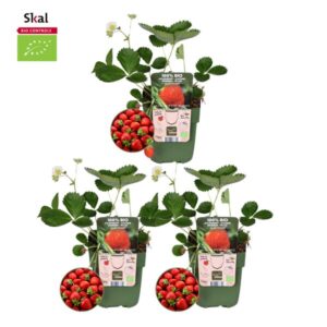 3x BIO aardbeien planten set