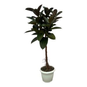 Ficus Elastica Robusta stam - 120 cm - Ø24cm