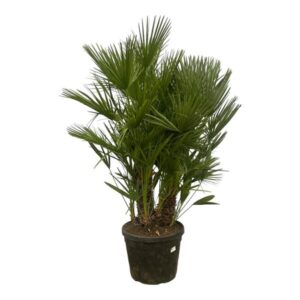 Chamaerops Humilis multi stam - 160 - 220 cm - Ø50cm