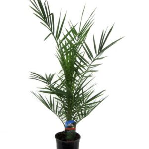 Phoenix Canariensis - 80 cm - Ø14cm