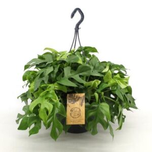 Monstera Minima 27cm HP - Ø27cm - ↕50cm
