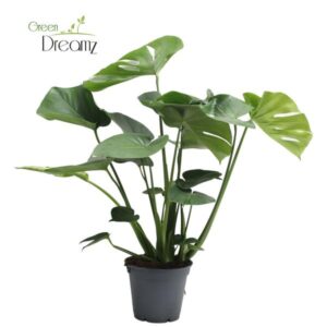Monstera Deliciosa Tauerii - Ø17cm - ↕65cm