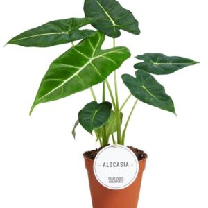 Alocasia Frydek - Ø12cm - ↕35cm