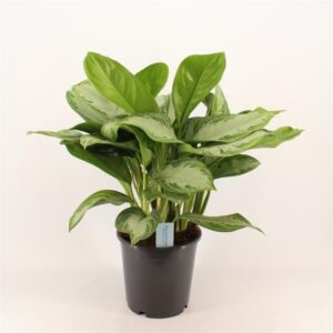 Green Agla 'Silver Bay' (Aglaonema) - Ø24cm - ↕70cm
