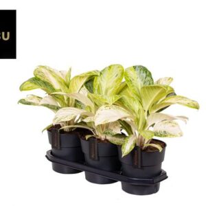 Aglaonema Citronelle - Ø19cm - ↕40cm