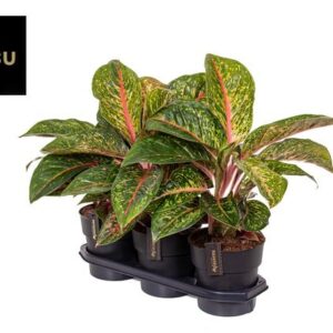Aglaonema Lychee Red - Ø19cm - ↕65cm
