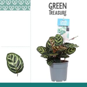 Calathea Makoyana - Ø12cm - ↕30cm