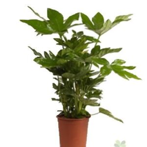 Fatsia Japonica - Ø17cm - ↕40cm