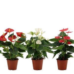 Anthurium 3 Color Mix In Transparant Sleeve - Ø12cm - ↕36cm