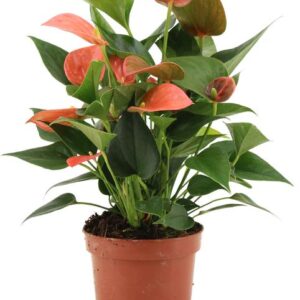 Anthurium Alegria In Transparant Sleeve - Ø12cm - ↕36cm
