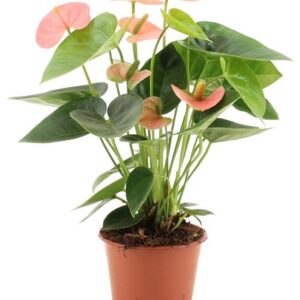 Anthurium Spirit In Transparant Sleeve - Ø12cm - ↕37cm