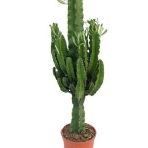 Euphorbia Eritrea - Ø21cm - ↕100cm