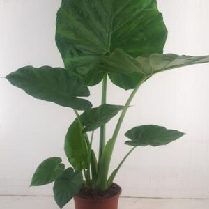 Alocasia Macrorrhiza - Ø19cm - ↕90cm