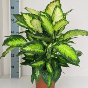 Dieffenbachia Camilla - Ø19cm - ↕70cm