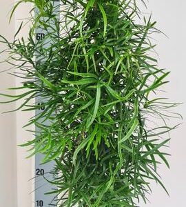 Asparagus Falcatus - Ø19cm - ↕80cm