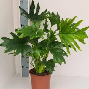 Philodendron Lickety Split - Ø19cm - ↕70cm