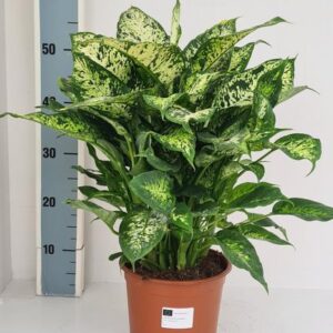 Dieffenbachia Compacta - Ø19cm - ↕60cm