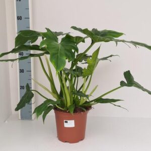 Philodendron Lacerum - Ø19cm - ↕60cm