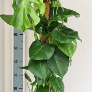 Monstera Mosstok - Ø19cm - ↕80cm