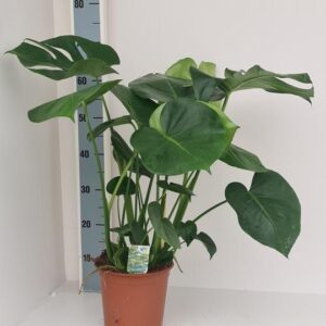 Monstera Deliciosa - Ø19cm - ↕70cm