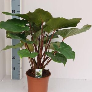 Homalomena Maggy - Ø19cm - ↕70cm