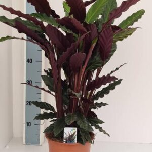Calathea Rufibarba - Ø19cm - ↕70cm