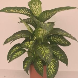 Dieffenbachia Tropic Snow - Ø24cm - ↕90cm