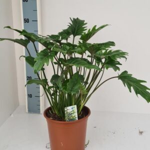 Philodendron Xanadu - Ø19cm - ↕60cm