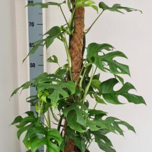 Monstera Minima - Ø19cm - ↕80cm