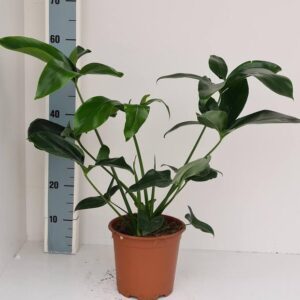 Philodendron Green Wonder - Ø19cm - ↕70cm