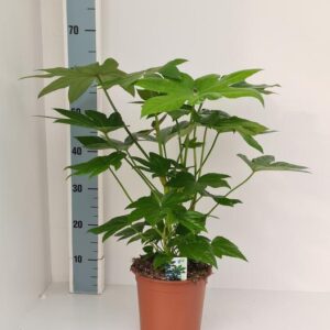Fatsia Japonica - Ø19cm - ↕70cm