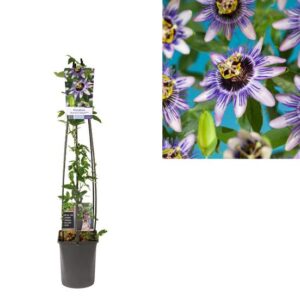 Passiflora 'Damsel's Delight' +light Label - Ø23cm - ↕115cm