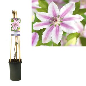 Clematis 'Nelly Moser' +light Label - Ø17cm - ↕75cm