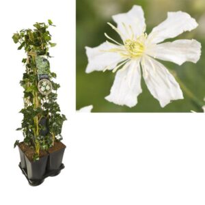 1 M. Privacy Mix Hedera + Clematis 'Paul Farges' +label - Ø17cm - ↕90cm